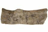 Rare, Fossil Aetosaur Scute - Chinle Formation, Arizona #148801-4